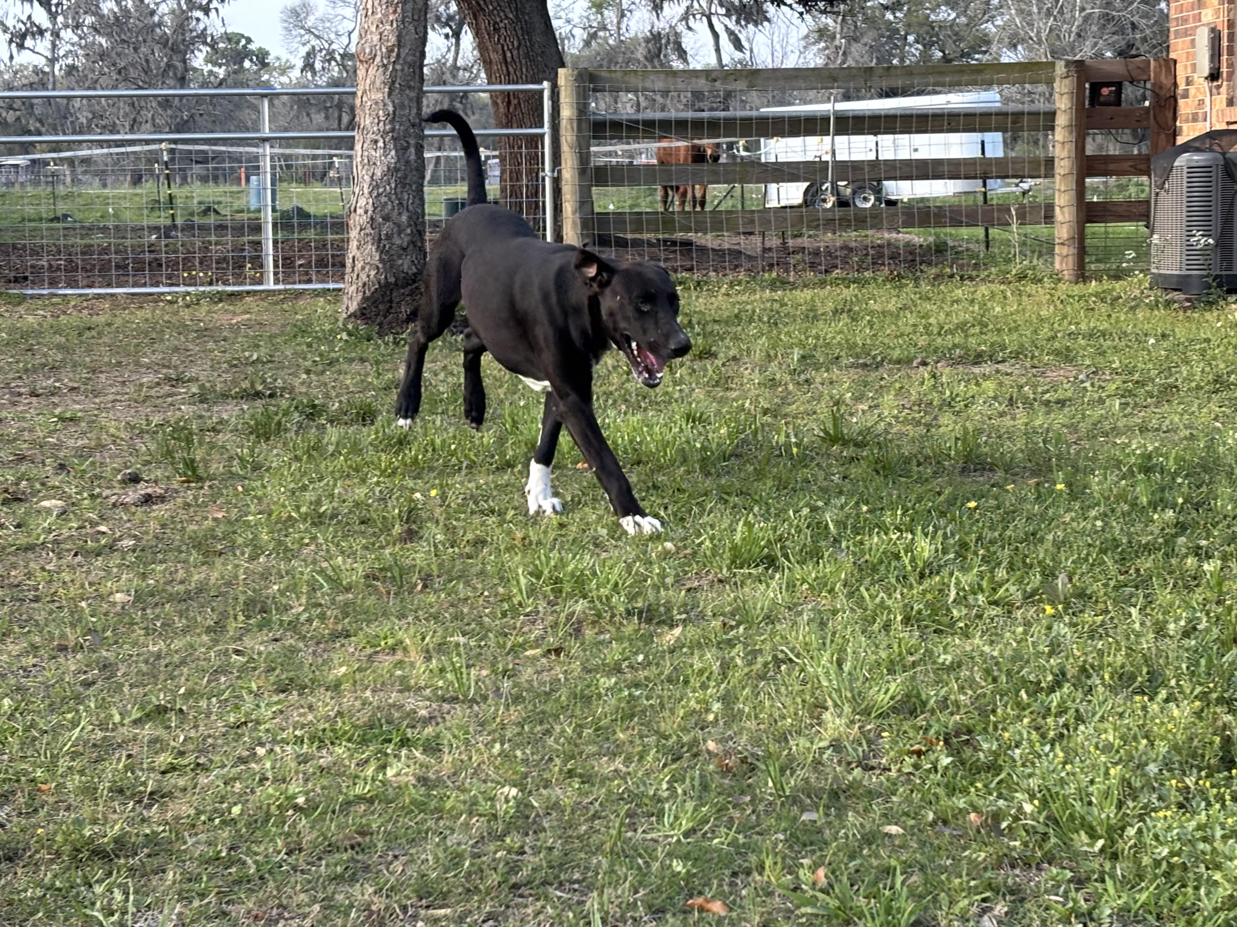 Enlarge Dobi, a ADOPTABLE mixed breed in Brazoria, TX image 6/6