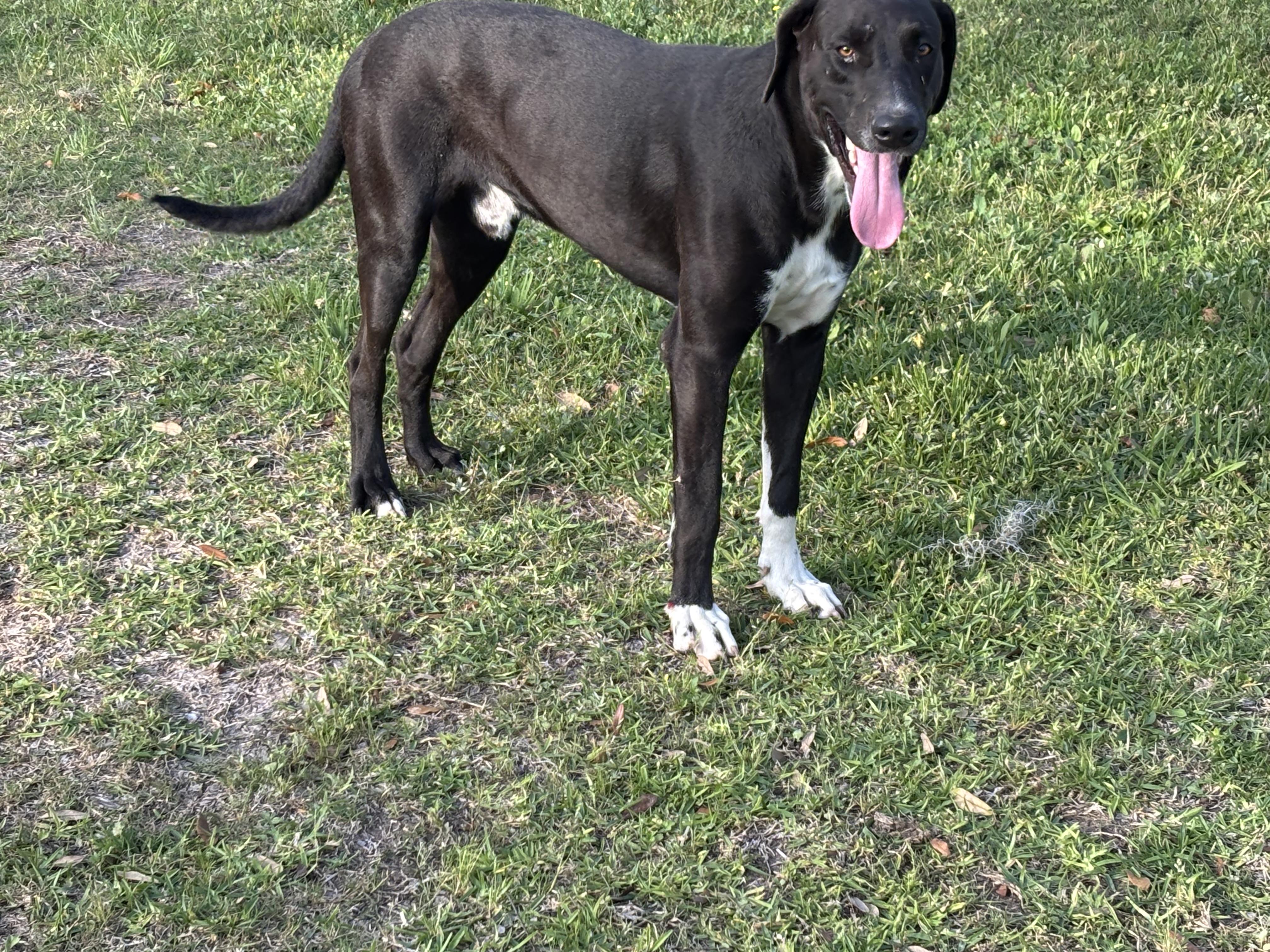 Enlarge Dobi, a ADOPTABLE mixed breed in Brazoria, TX image 2/6