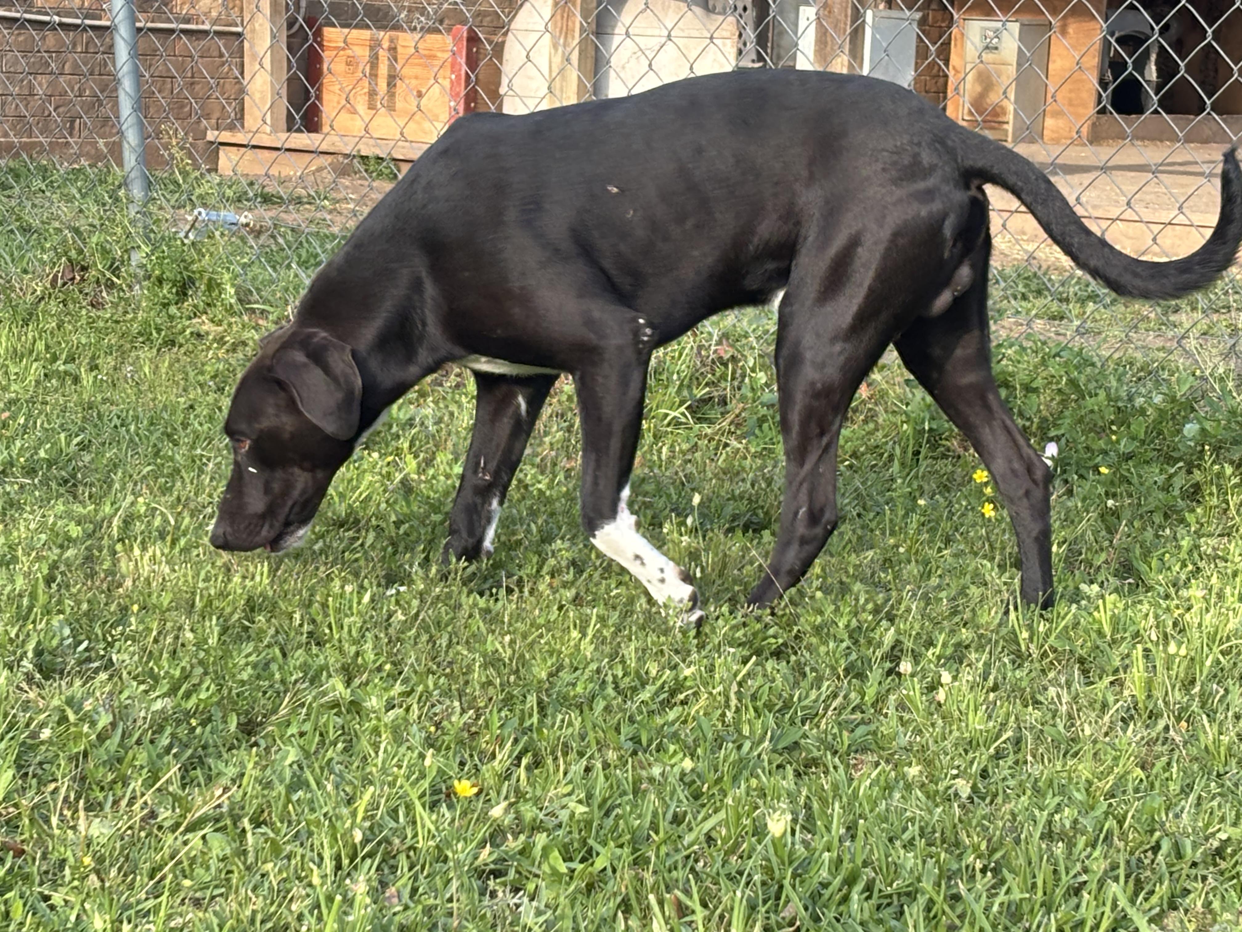 Enlarge Dobi, a ADOPTABLE mixed breed in Brazoria, TX image 5/6