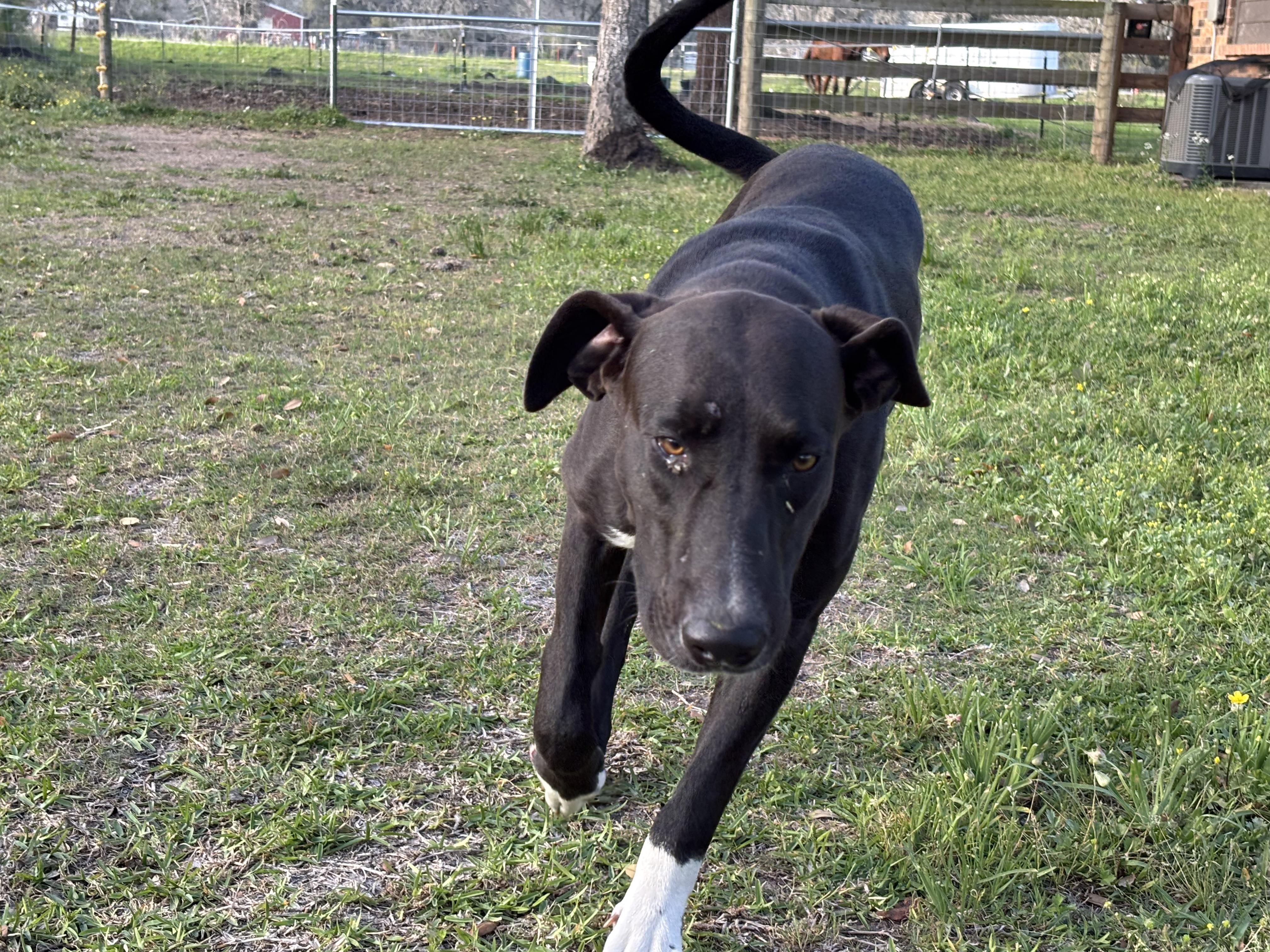 Enlarge Dobi, a ADOPTABLE mixed breed in Brazoria, TX image 4/6