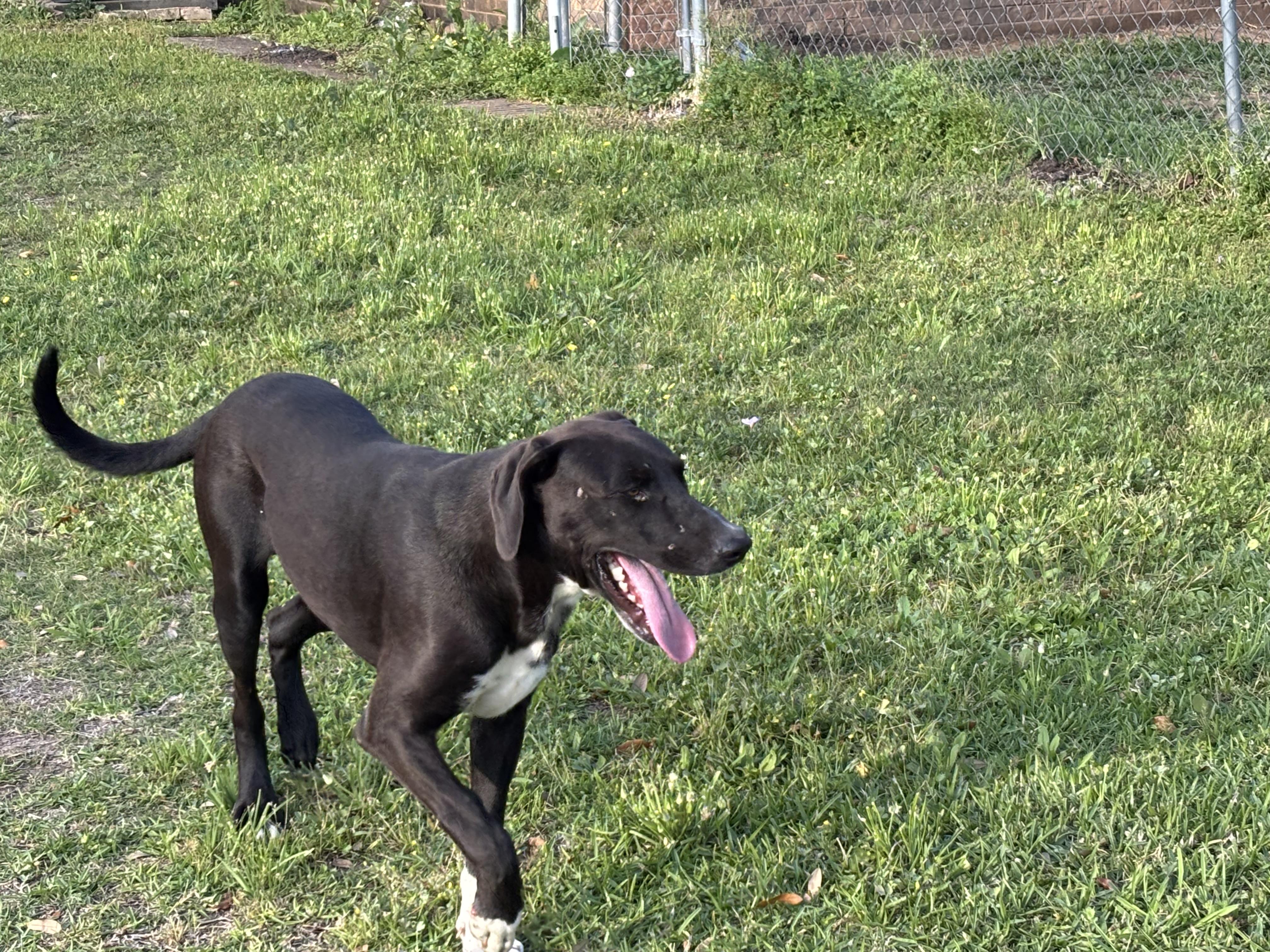 Enlarge Dobi, a ADOPTABLE mixed breed in Brazoria, TX image 3/6