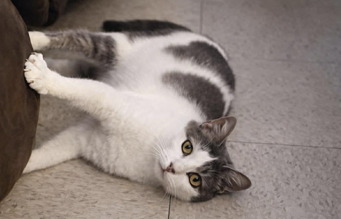 Enlarge Rose, a Adoptable Domestic Short Hair in Bellevue, WA image 5/6