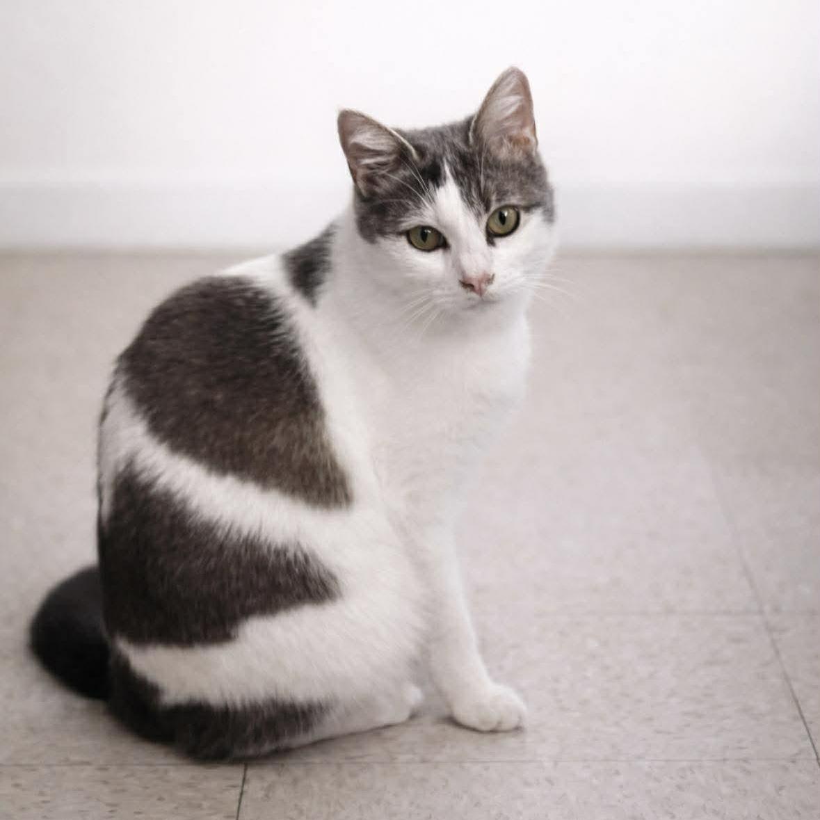 Enlarge Rose, a Adoptable Domestic Short Hair in Bellevue, WA image 3/6