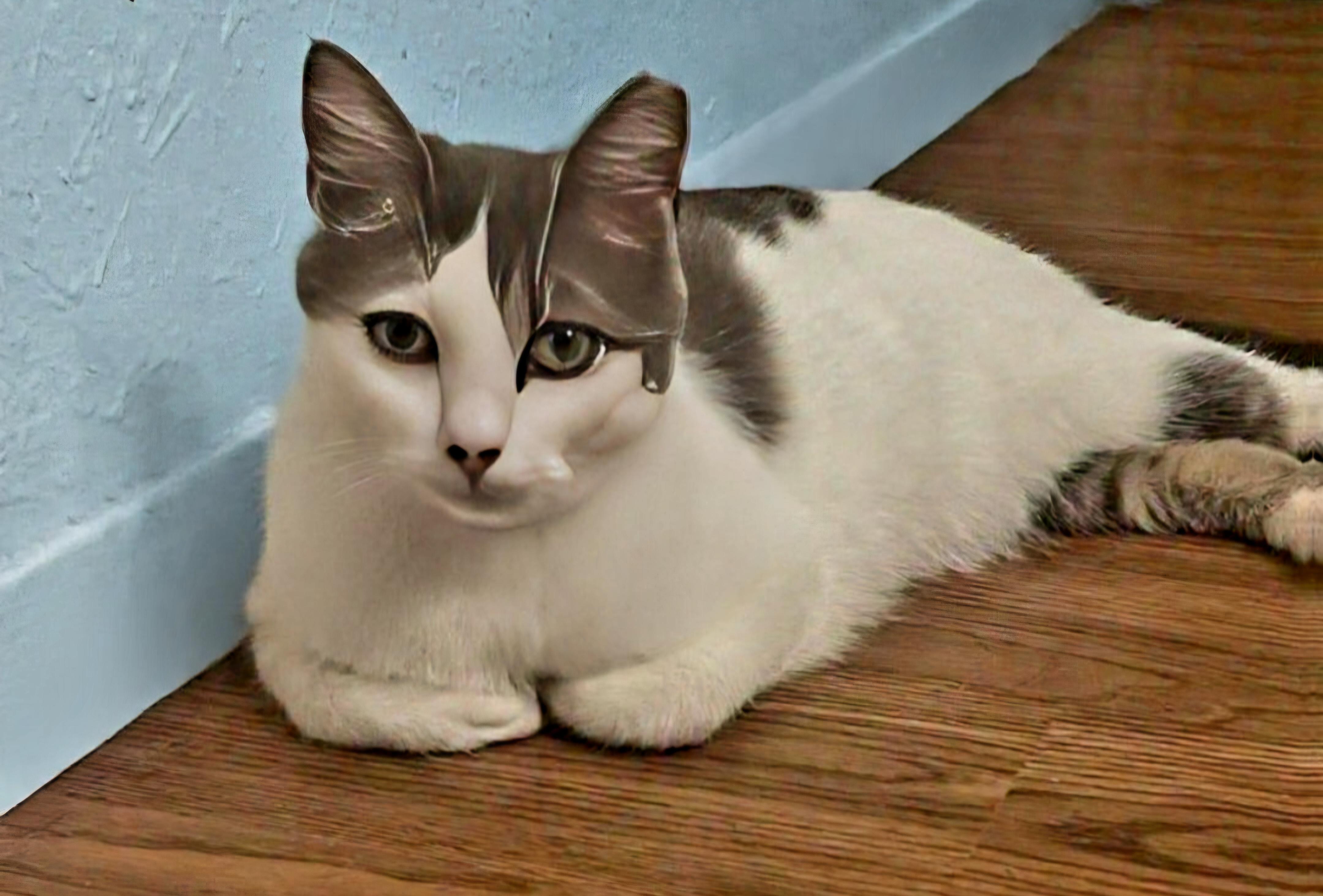 Rose, Adoptable, Kitten Female Domestic Short Hair.
