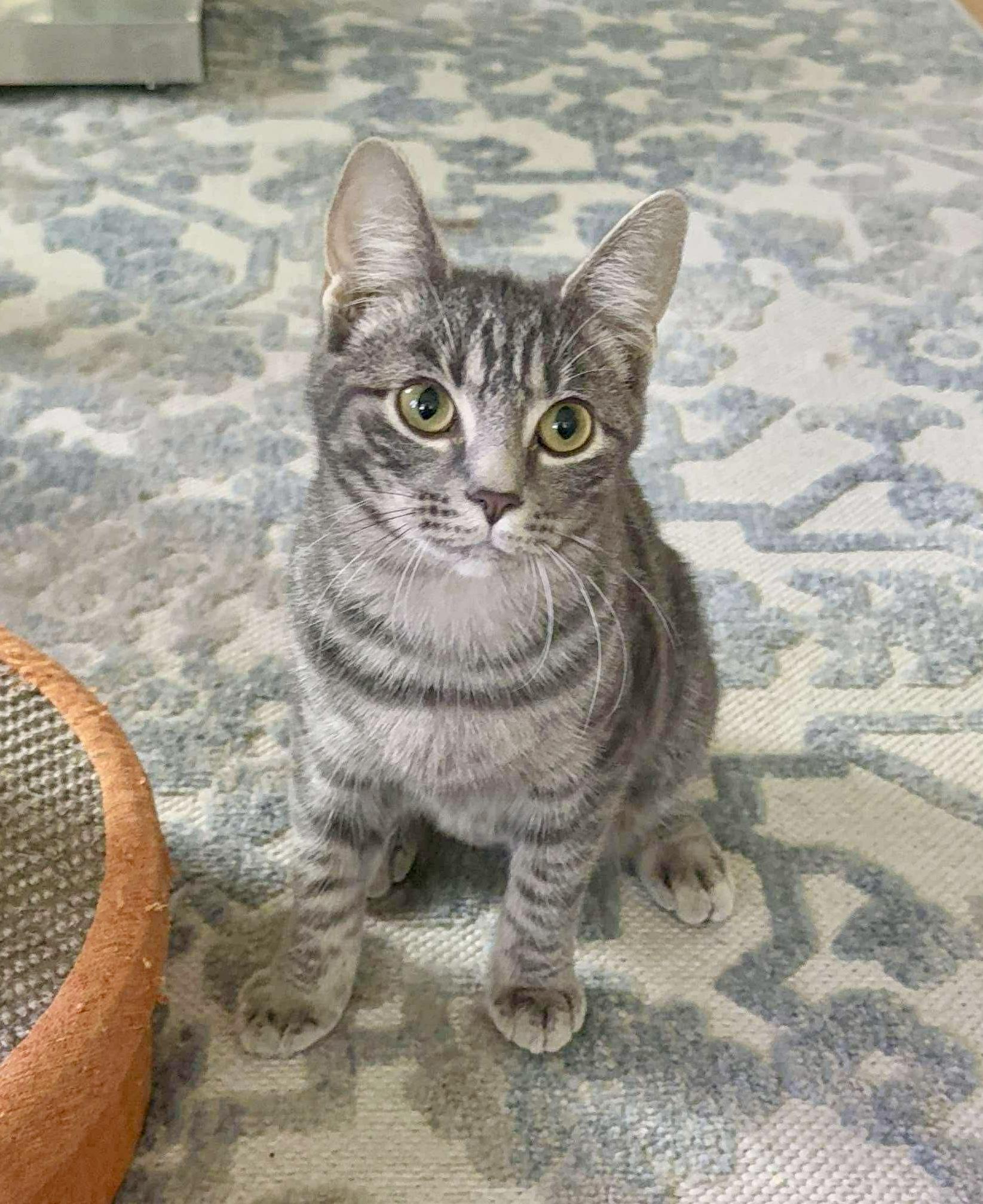 Marina & Nova, Adoptable, Kitten Female Domestic Short Hair.