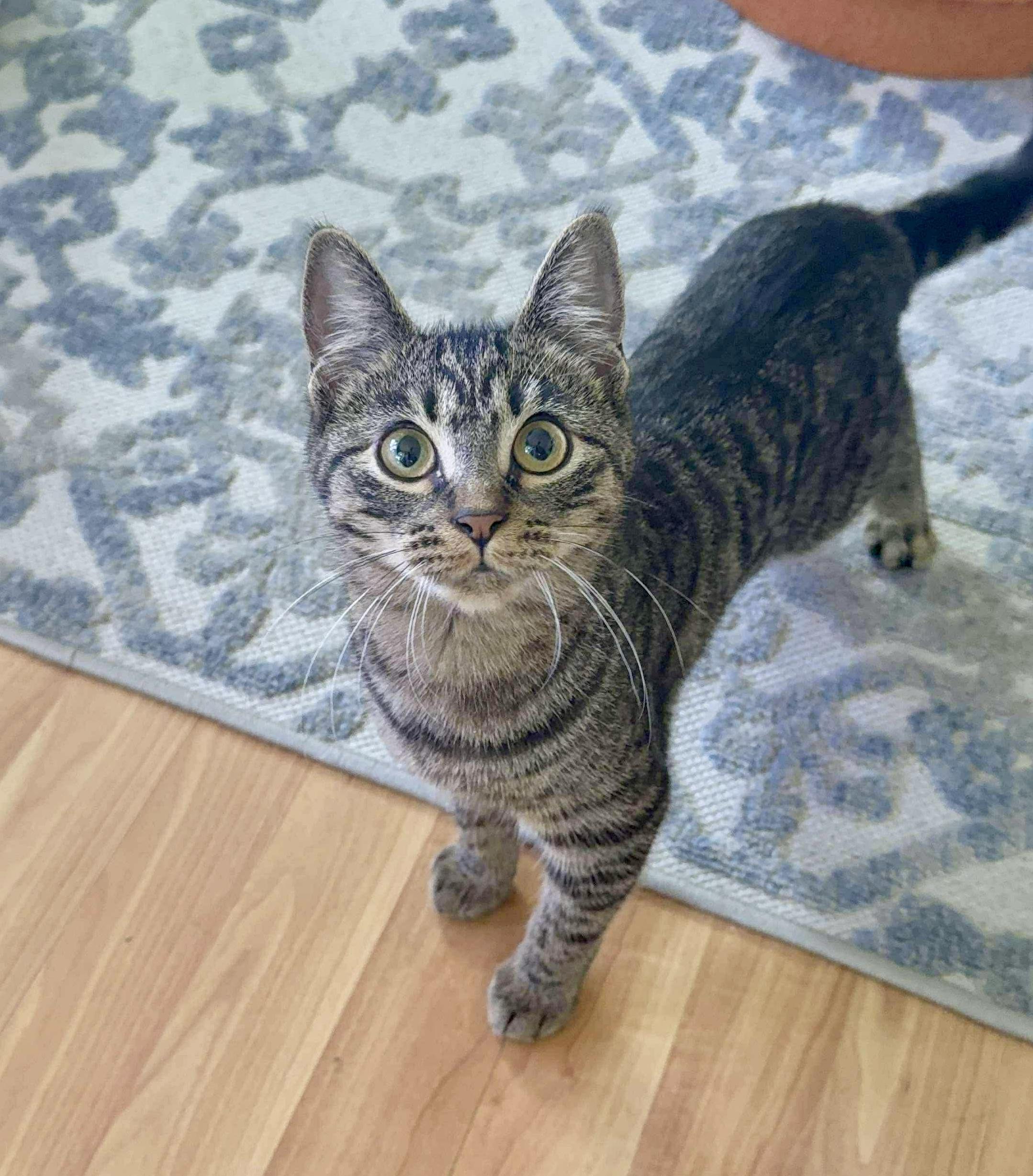 Enlarge Marina & Nova, a Adoptable Domestic Short Hair in brooklyn, NY image 2/6