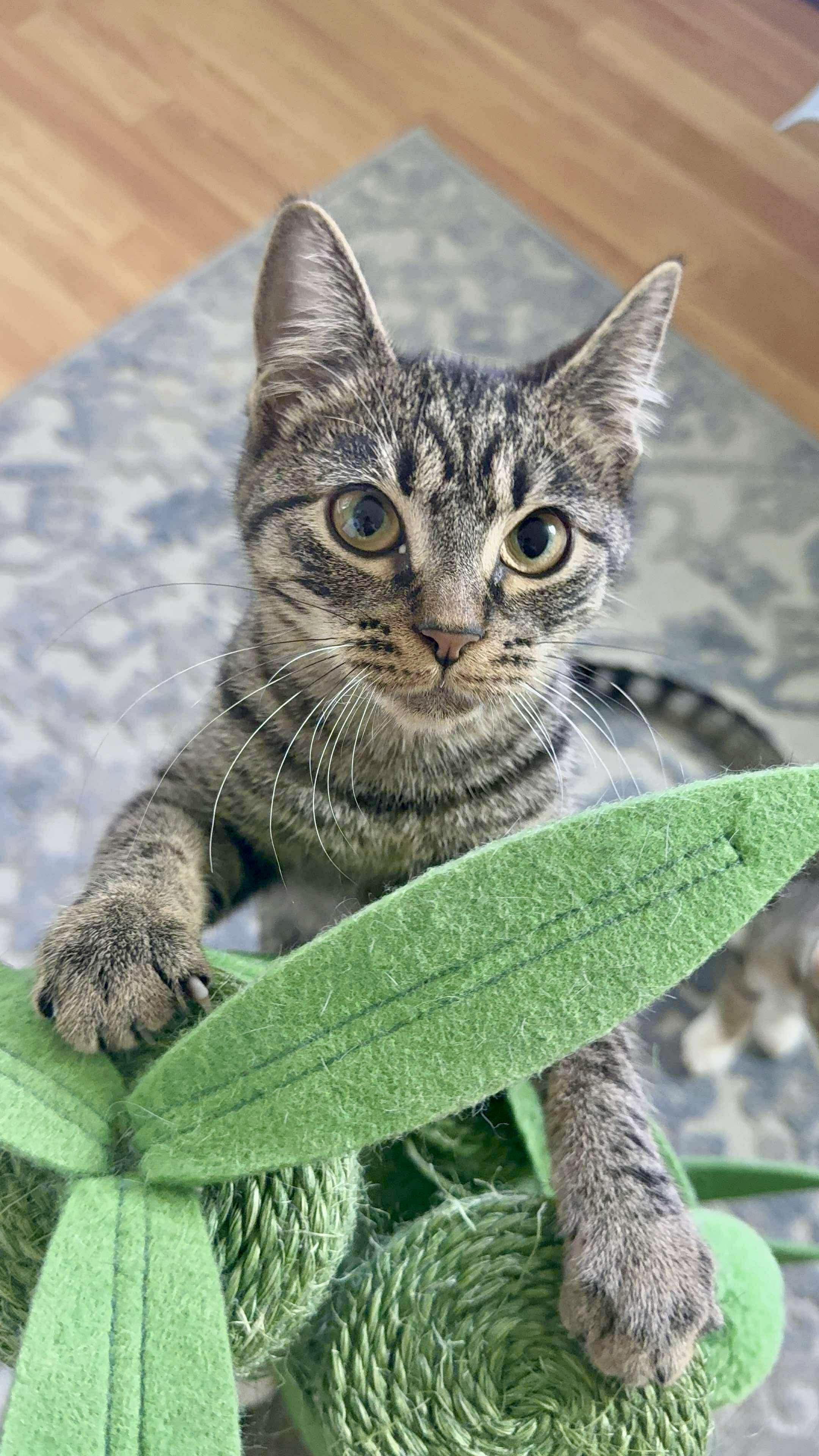 Enlarge Marina & Nova, a Adoptable Domestic Short Hair in brooklyn, NY image 3/6