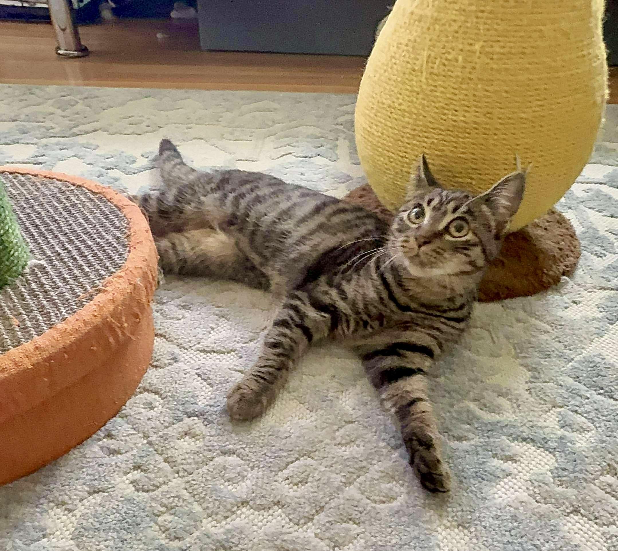 Enlarge Marina & Nova, a Adoptable Domestic Short Hair in brooklyn, NY image 4/6