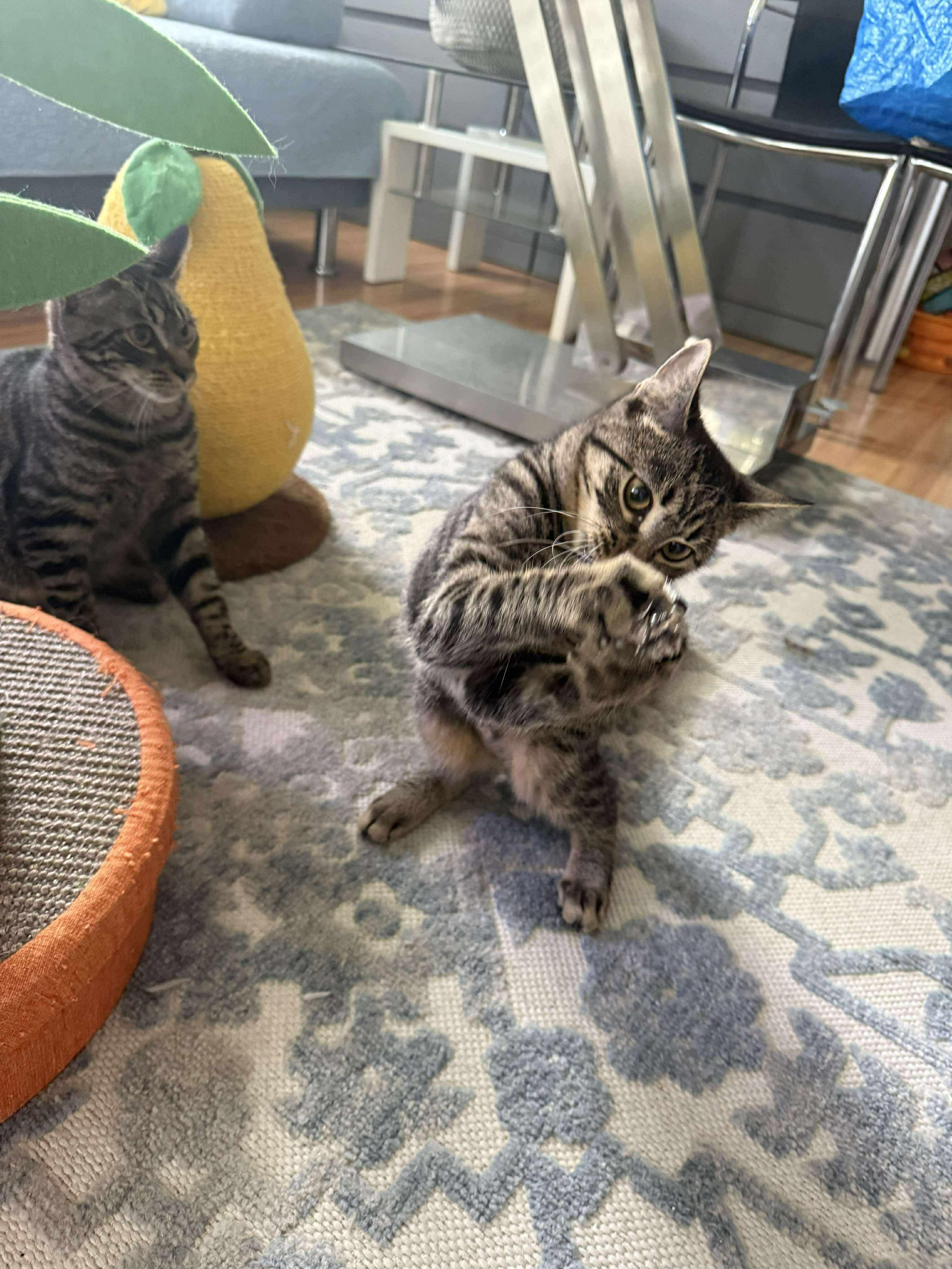 Enlarge Marina & Nova, a Adoptable Domestic Short Hair in brooklyn, NY image 5/6