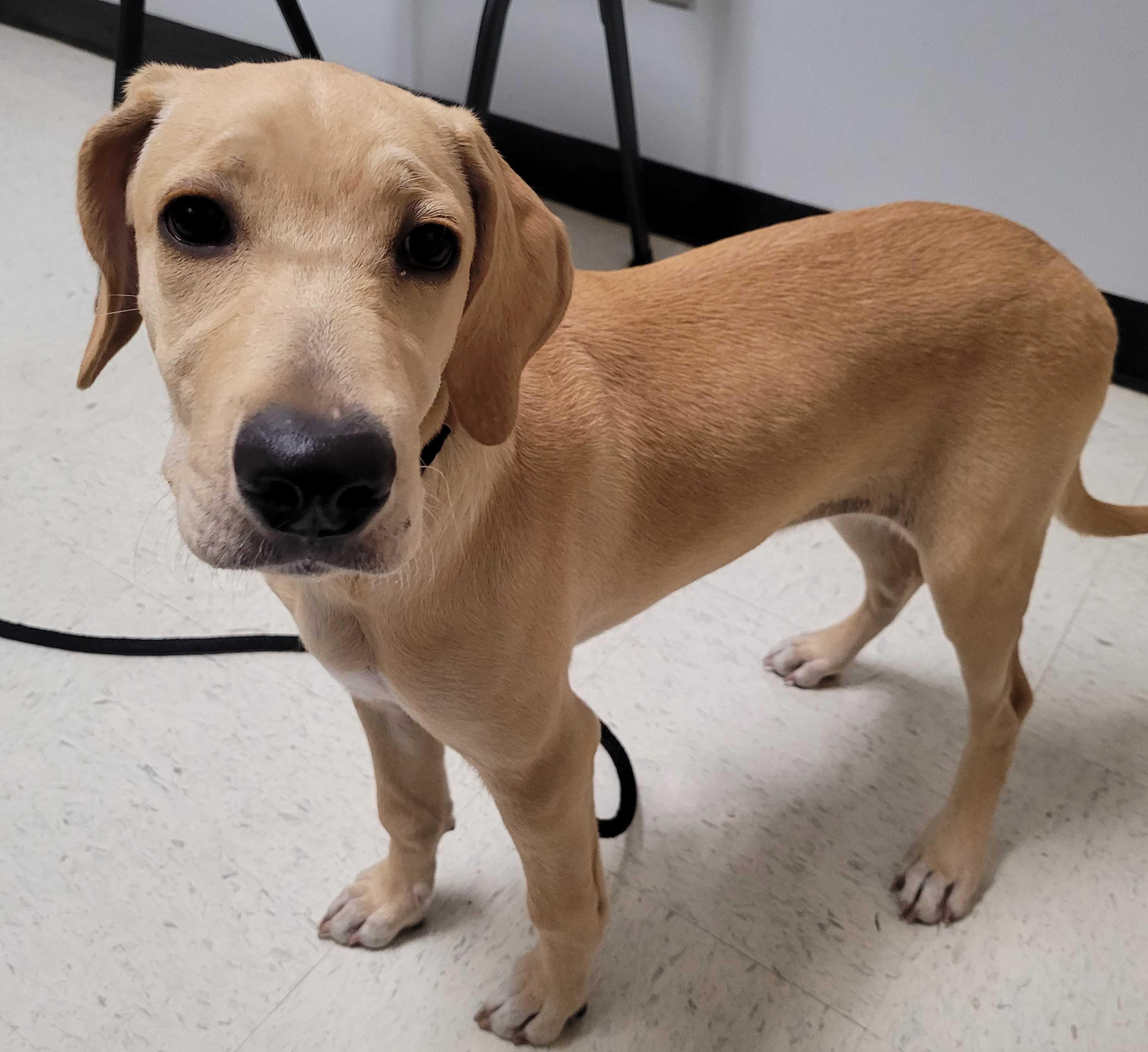 Libby 30, Adoptable, Puppy Female Labradoodle.