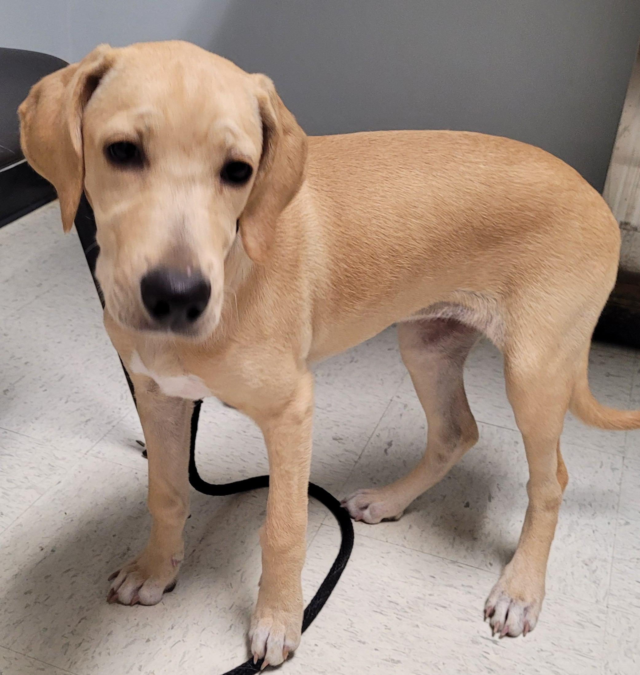 Enlarge Libby 30, a Adoptable mixed breed in Killingworth, CT image 2/6