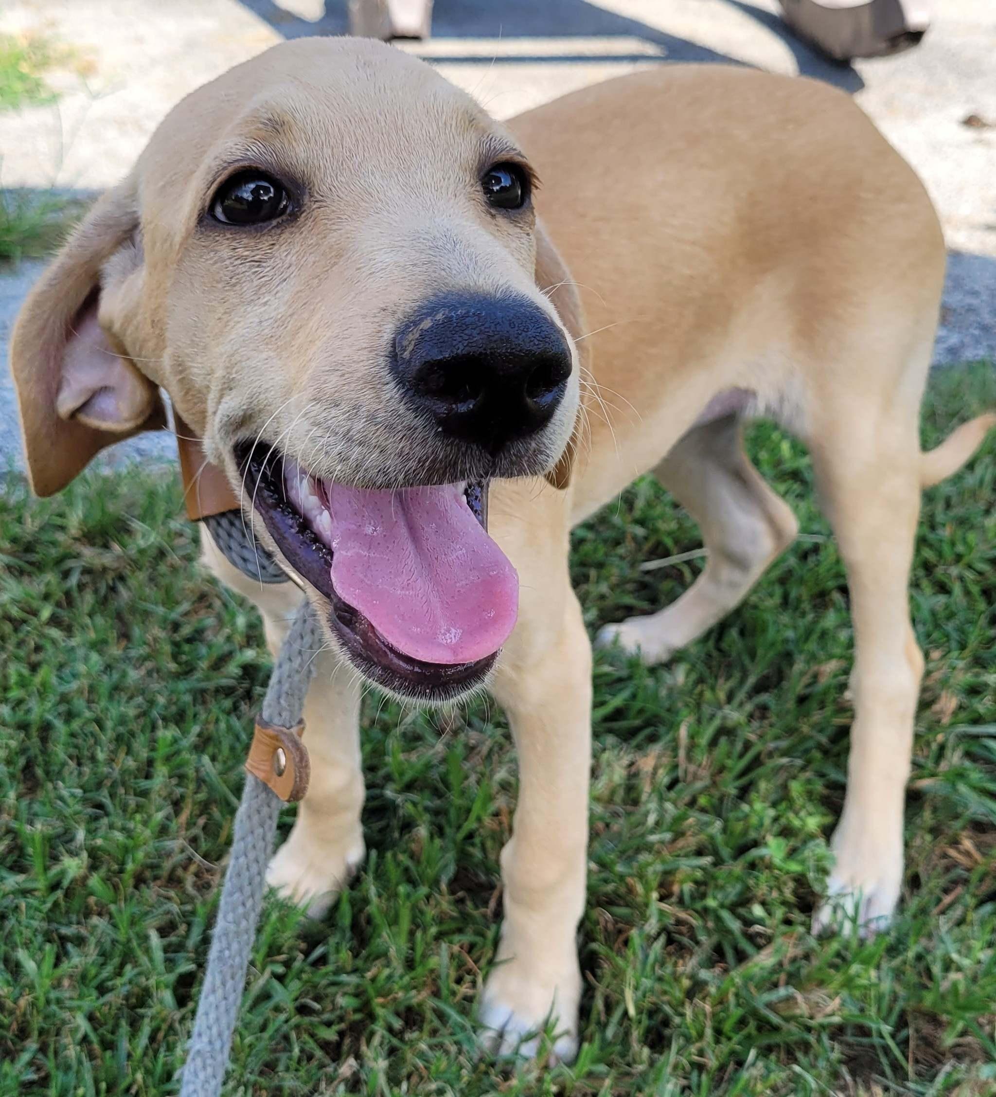 Libby 30, Adoptable, Puppy Female Labradoodle.