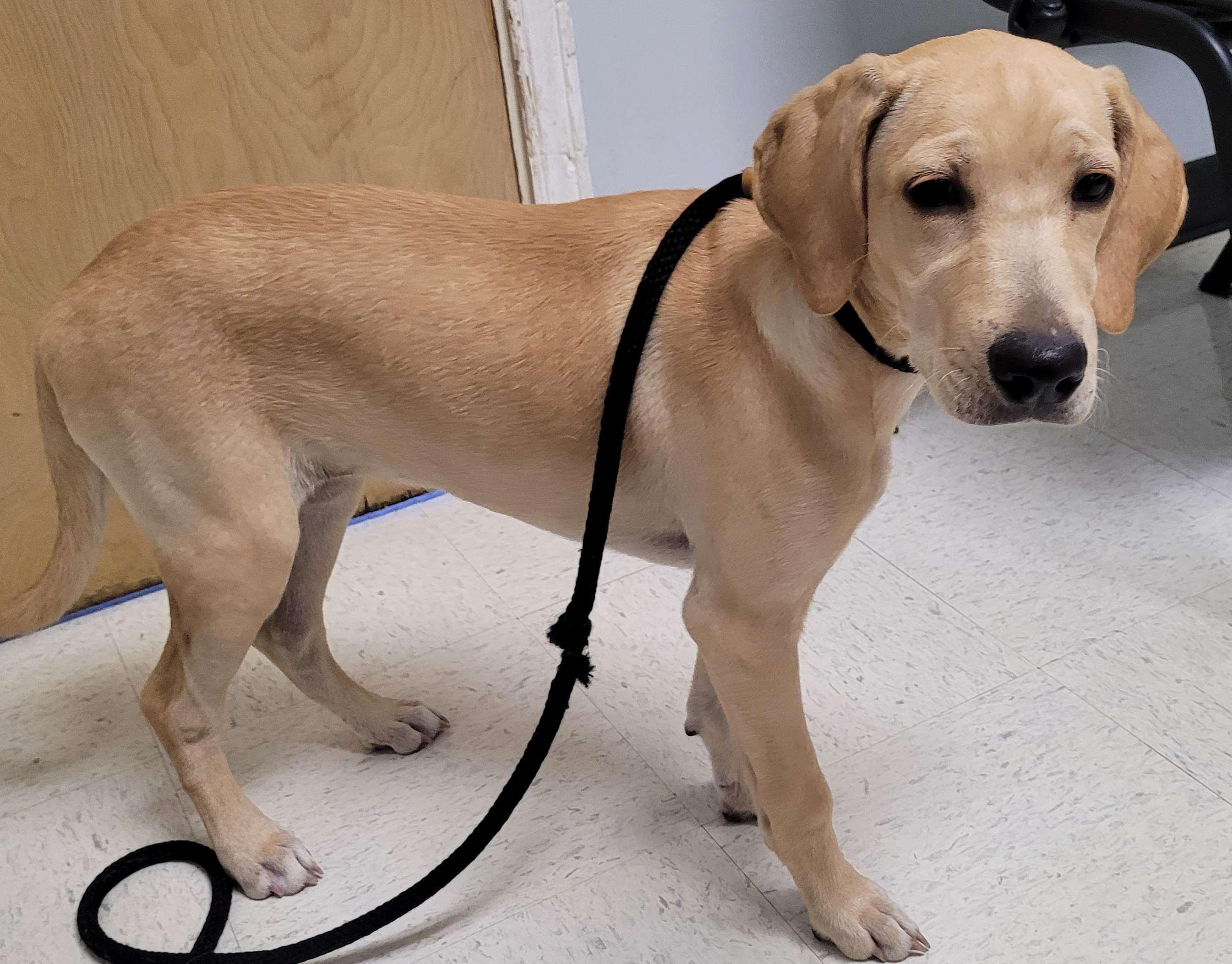 Enlarge Libby 30, a Adoptable mixed breed in Killingworth, CT image 5/6