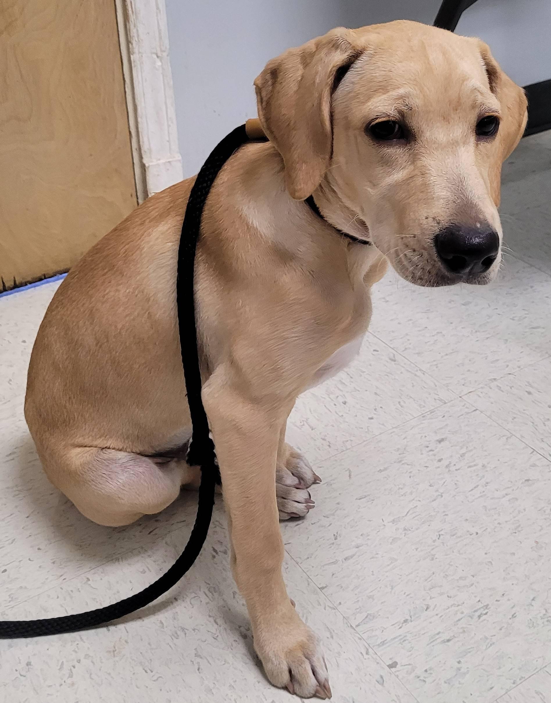 Enlarge Libby 30, a Adoptable mixed breed in Killingworth, CT image 4/6