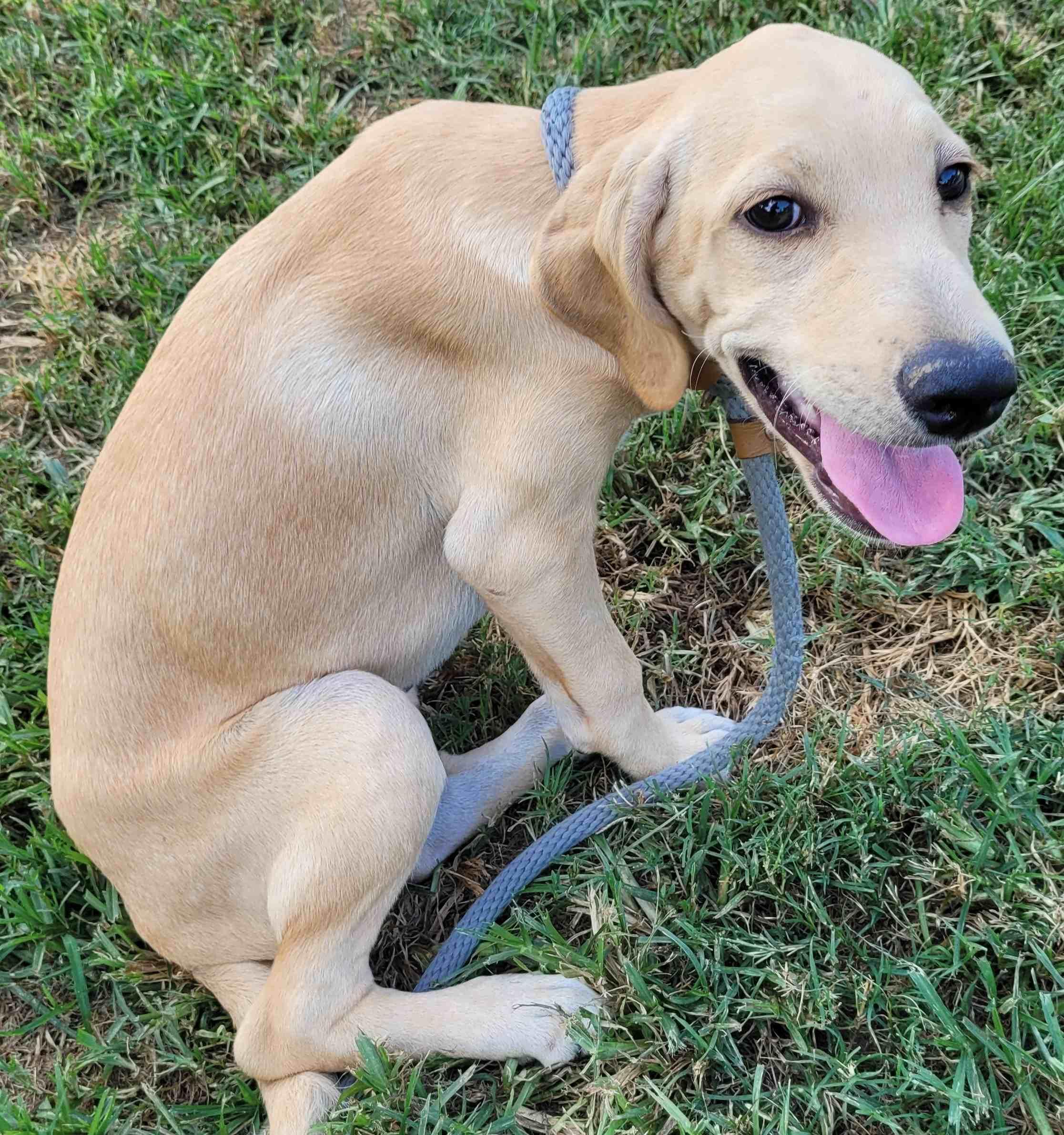 Enlarge Libby 30, a Adoptable mixed breed in Killingworth, CT image 2/6