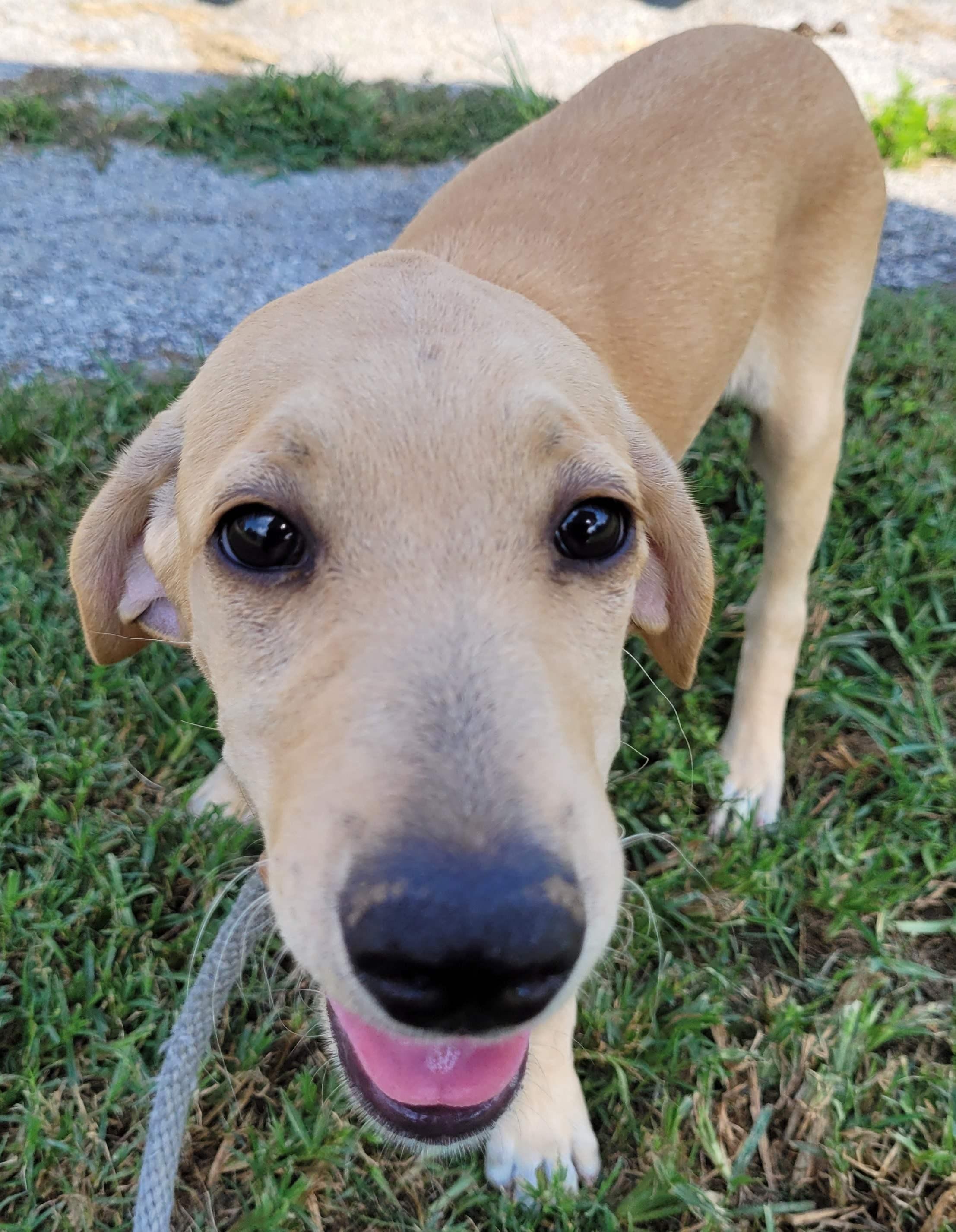 Enlarge Libby 30, a Adoptable mixed breed in Killingworth, CT image 4/6