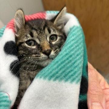 Krampus, Adoptable, Kitten Male Domestic Short Hair & Domestic Short Hair.