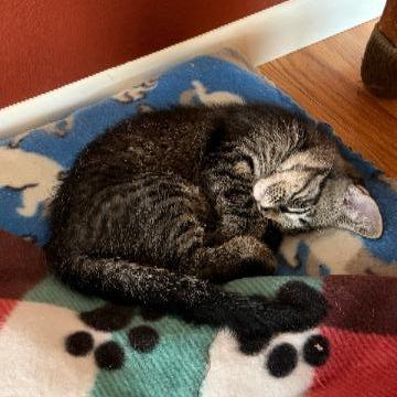 Krampus, a Adoptable mixed breed in Commerce City, CO image 2/6