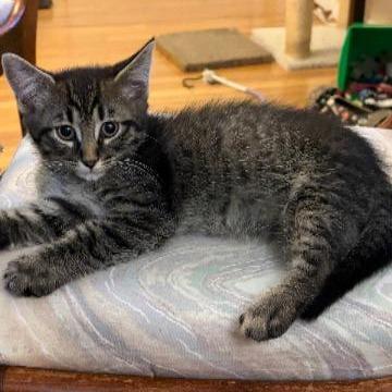 Krampus, a Adoptable mixed breed in Commerce City, CO image 3/6