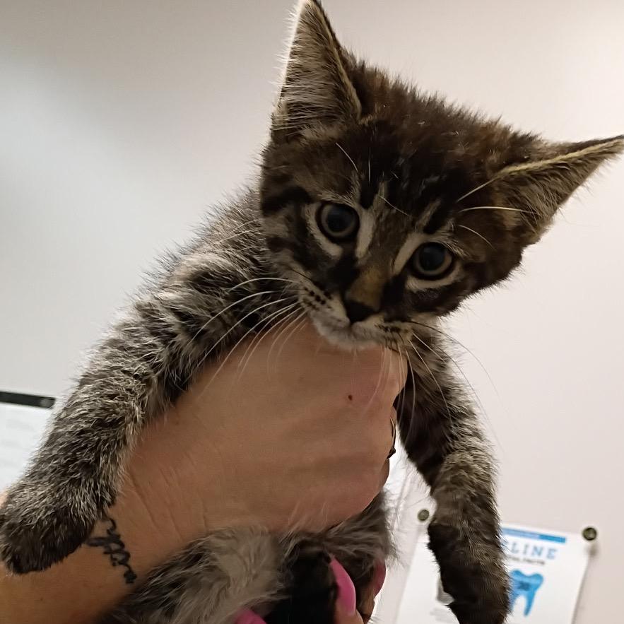 Krampus, a Adoptable mixed breed in Commerce City, CO image 4/6