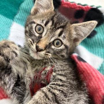 Krampus, a Adoptable mixed breed in Commerce City, CO image 5/6