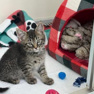 Krampus, a Adoptable mixed breed in Commerce City, CO image 6/6