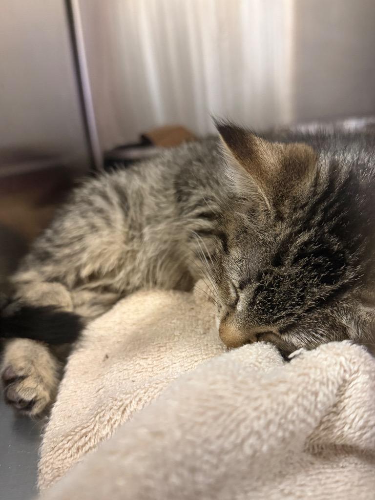 Trick (Moss), Adoptable, Kitten Female Domestic Short Hair.