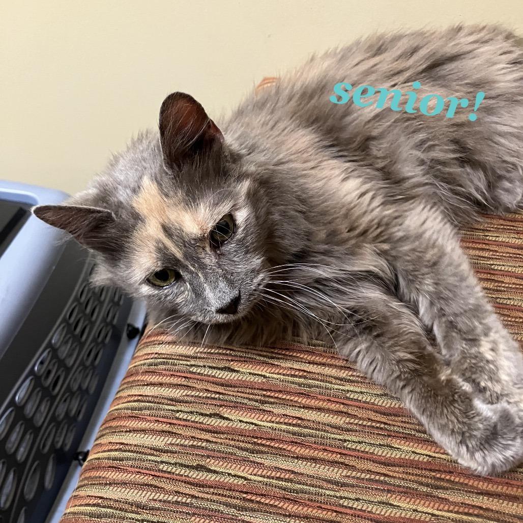 Tindra — thumbnail 2