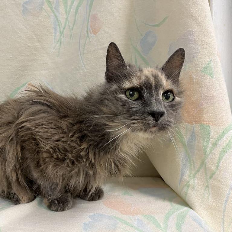 Tindra — thumbnail 3