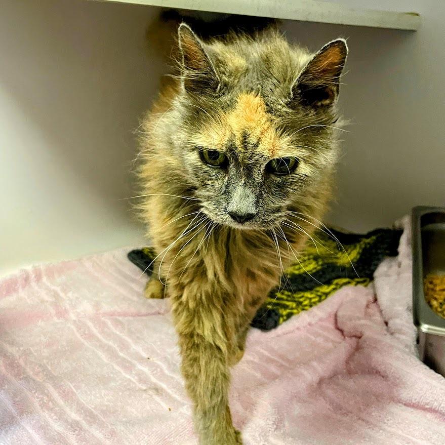 Tindra — thumbnail 6