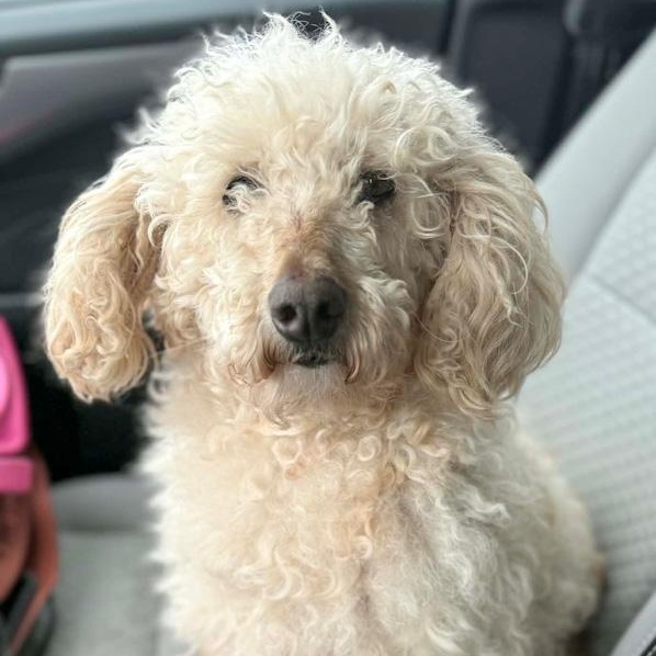 Enlarge Pearlie Sue, an adopted Goldendoodle in Toledo, OH image 1/1