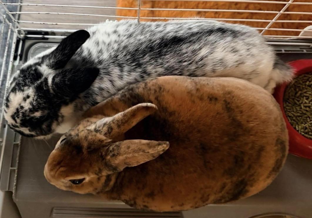 Frosty & Bronzie, ADOPTABLE, Adult Male Mini Rex & Dwarf.
