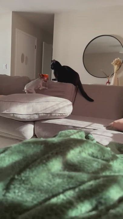 Enlarge Norbert, a Adopted mixed breed in Mantua, OH video 5/10