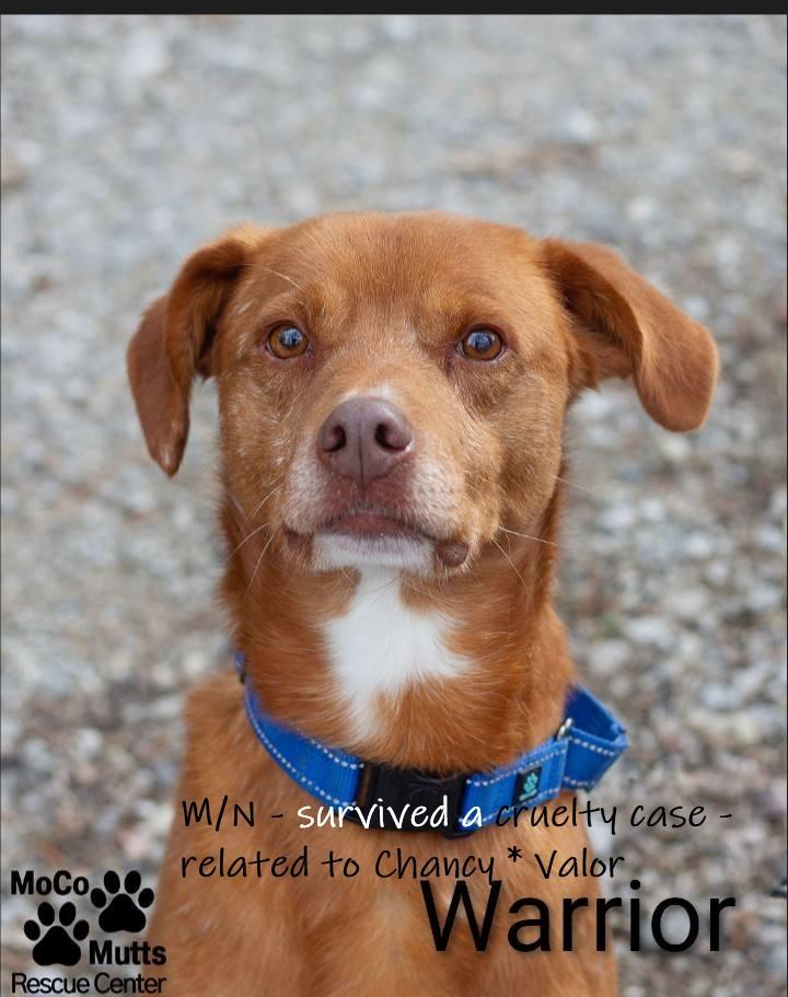 Warrior - arriving 1/4/26, Adoptable, Puppy Male Labrador Retriever.