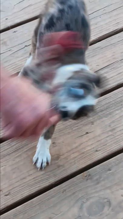 Enlarge Lily, a Adoptable Shepherd in Hartselle, AL video 2/3