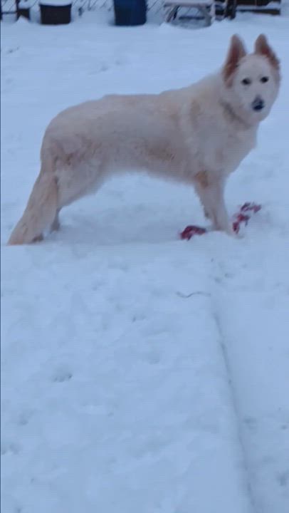 Enlarge Lily, a Adoptable Shepherd in Hartselle, AL video 3/3