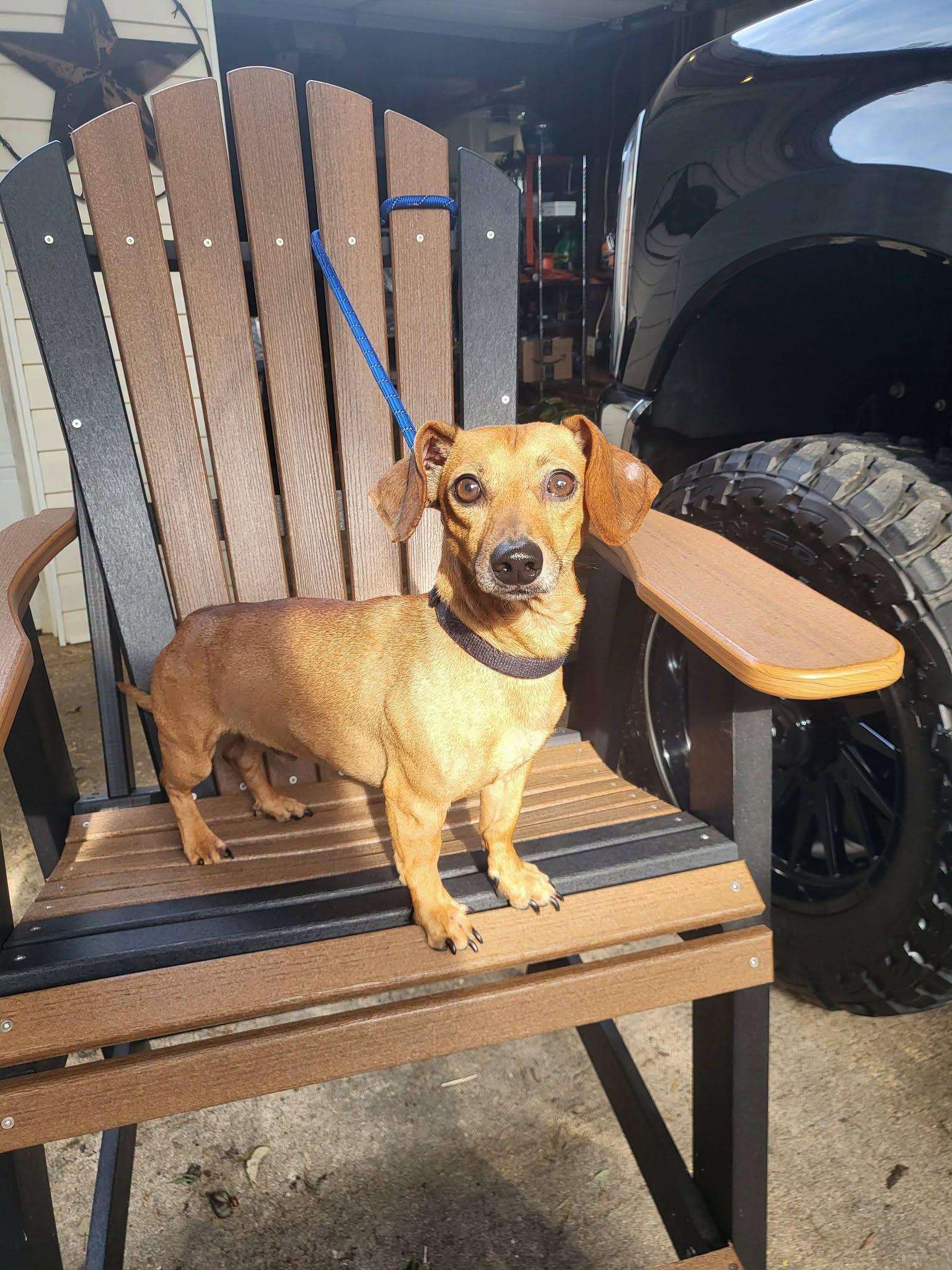 Enlarge Oscar, a Adopted Dachshund in Salisbury, NC image 4/4