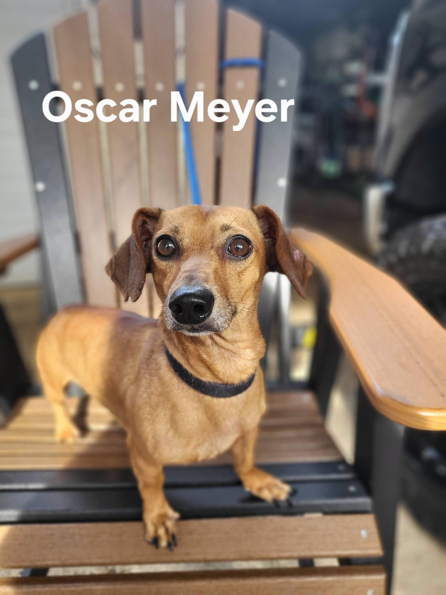 Enlarge Oscar, a Adopted Dachshund in Salisbury, NC image 2/4