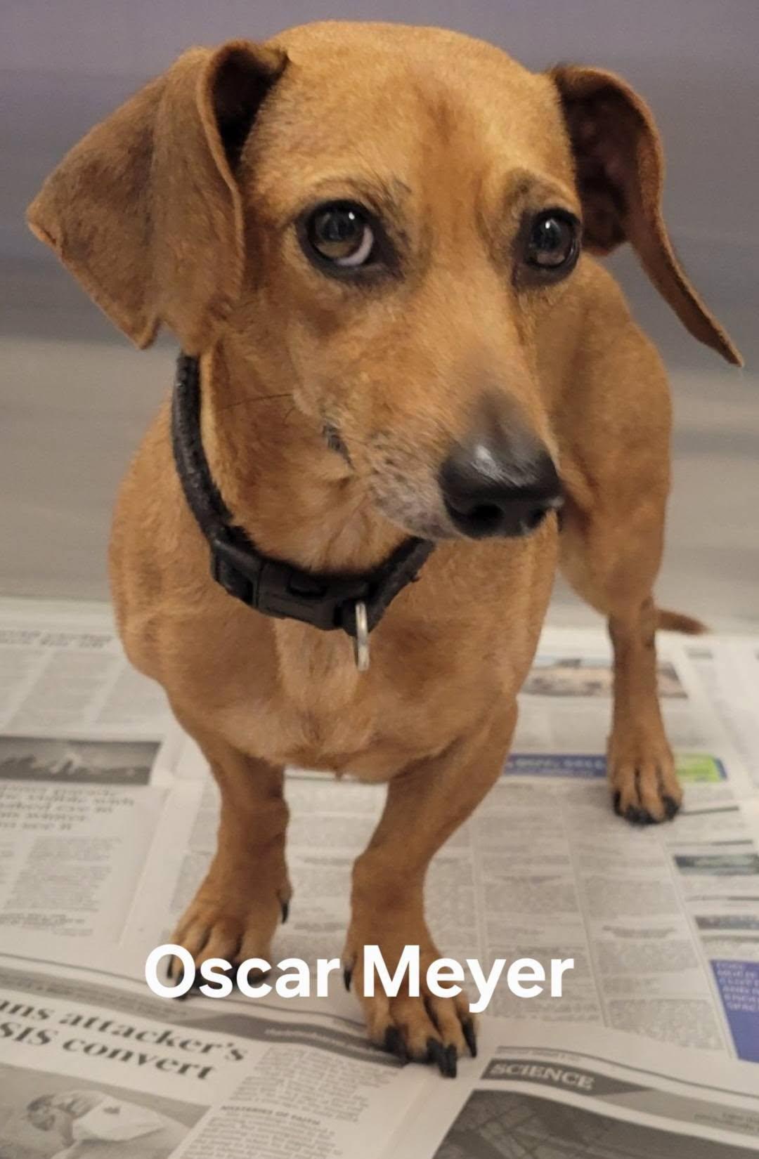 Enlarge Oscar, a Adopted Dachshund in Salisbury, NC image 1/4
