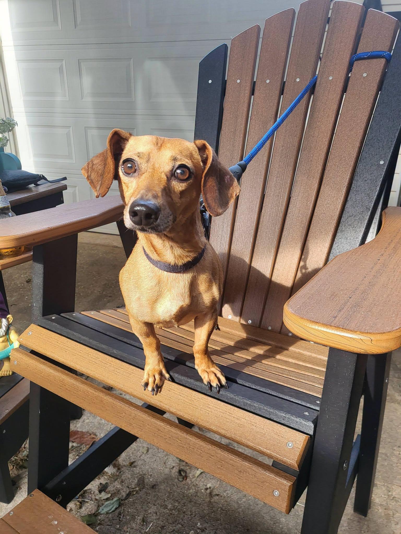 Enlarge Oscar, a Adopted Dachshund in Salisbury, NC image 3/4