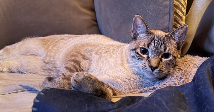 Lucinda 2, Adoptable, Kitten Female Siamese.