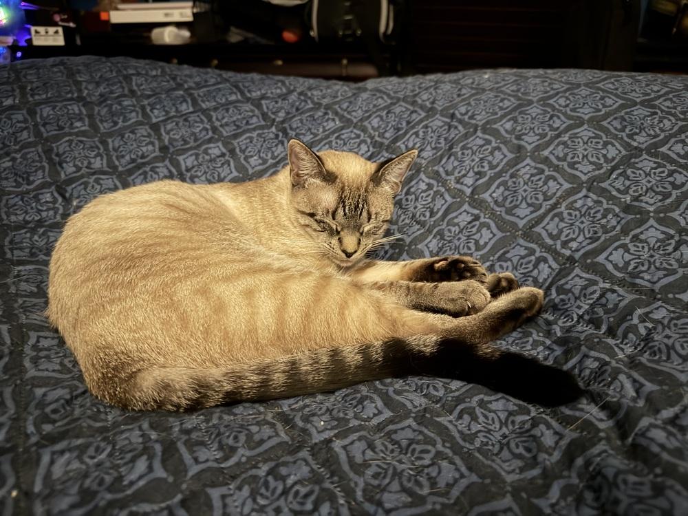 Enlarge Lucinda 2, a Adoptable mixed breed in Austin, TX image 2/2