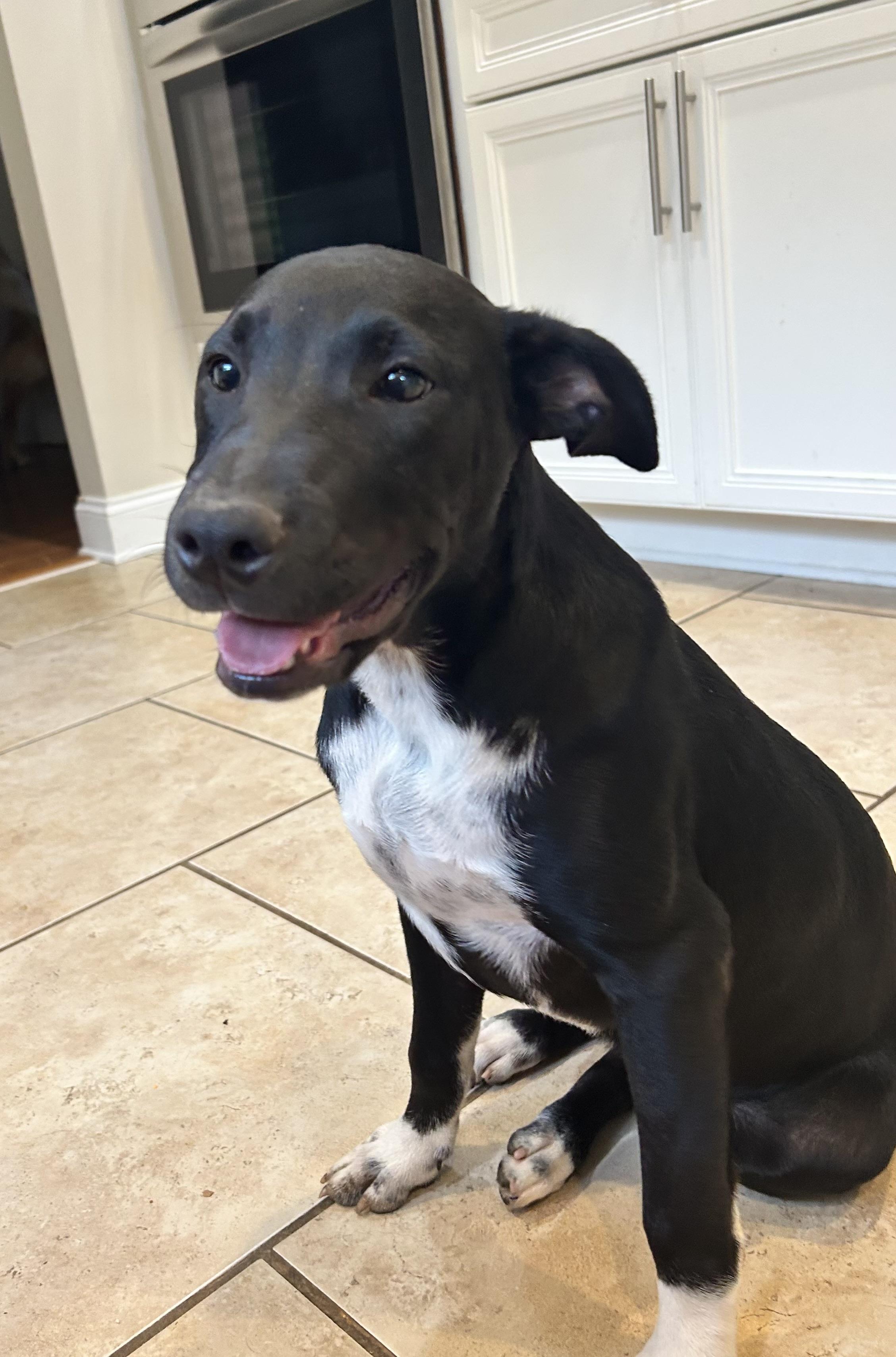 Baby Girl, an adopted mixed breed in Cumming, GA image 2/5