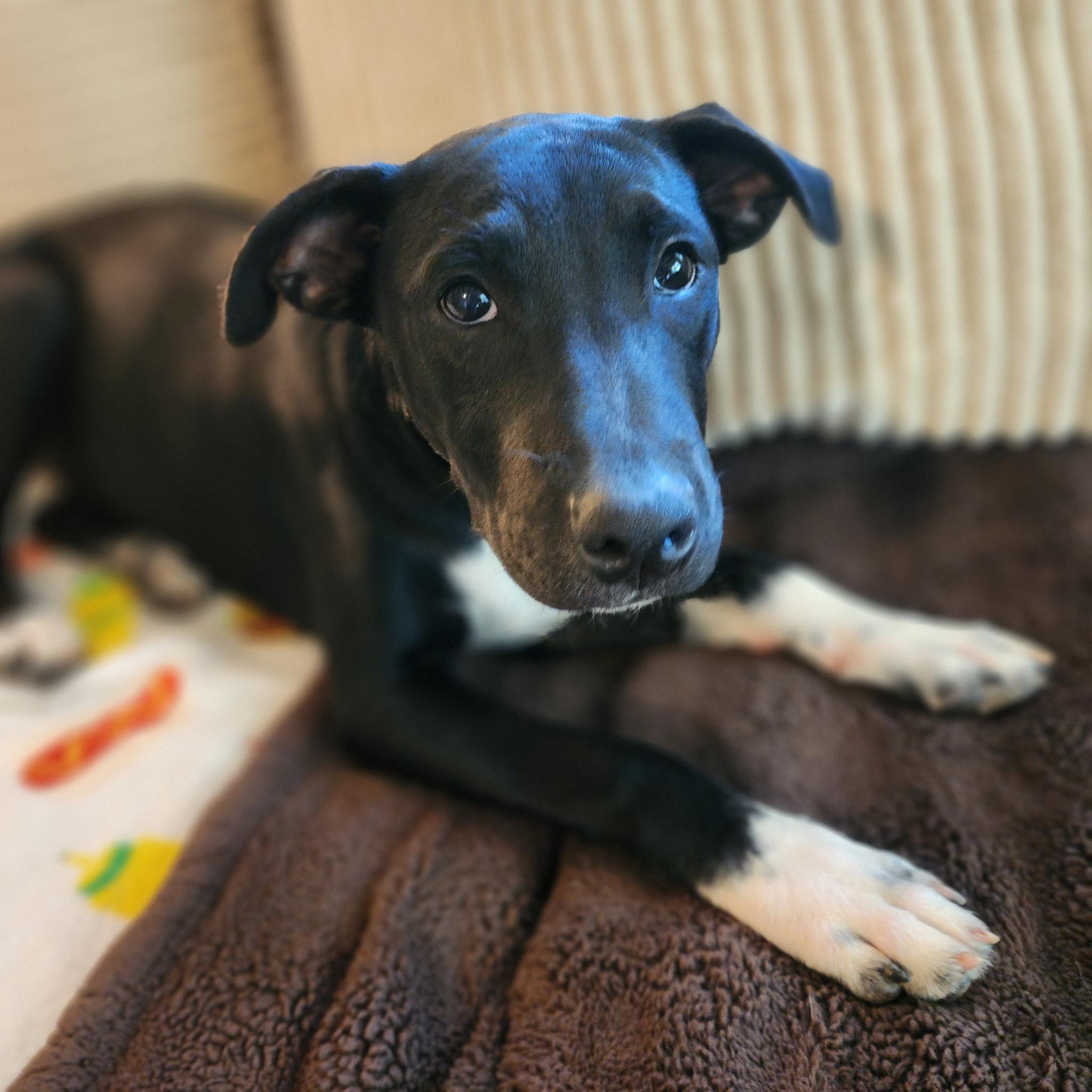 Baby Girl, an adopted mixed breed in Cumming, GA image 1/5