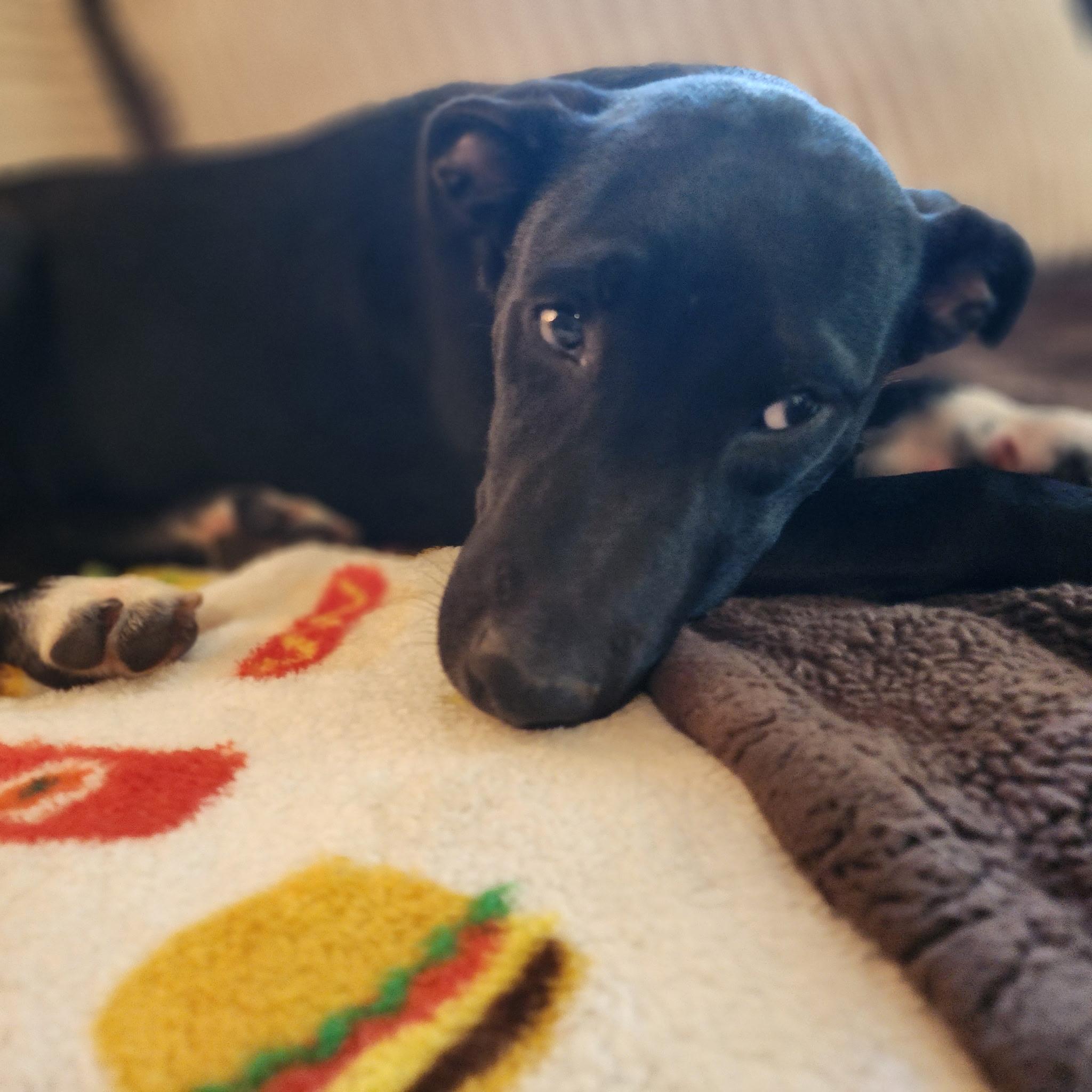 Baby Girl, an adopted mixed breed in Cumming, GA image 5/5