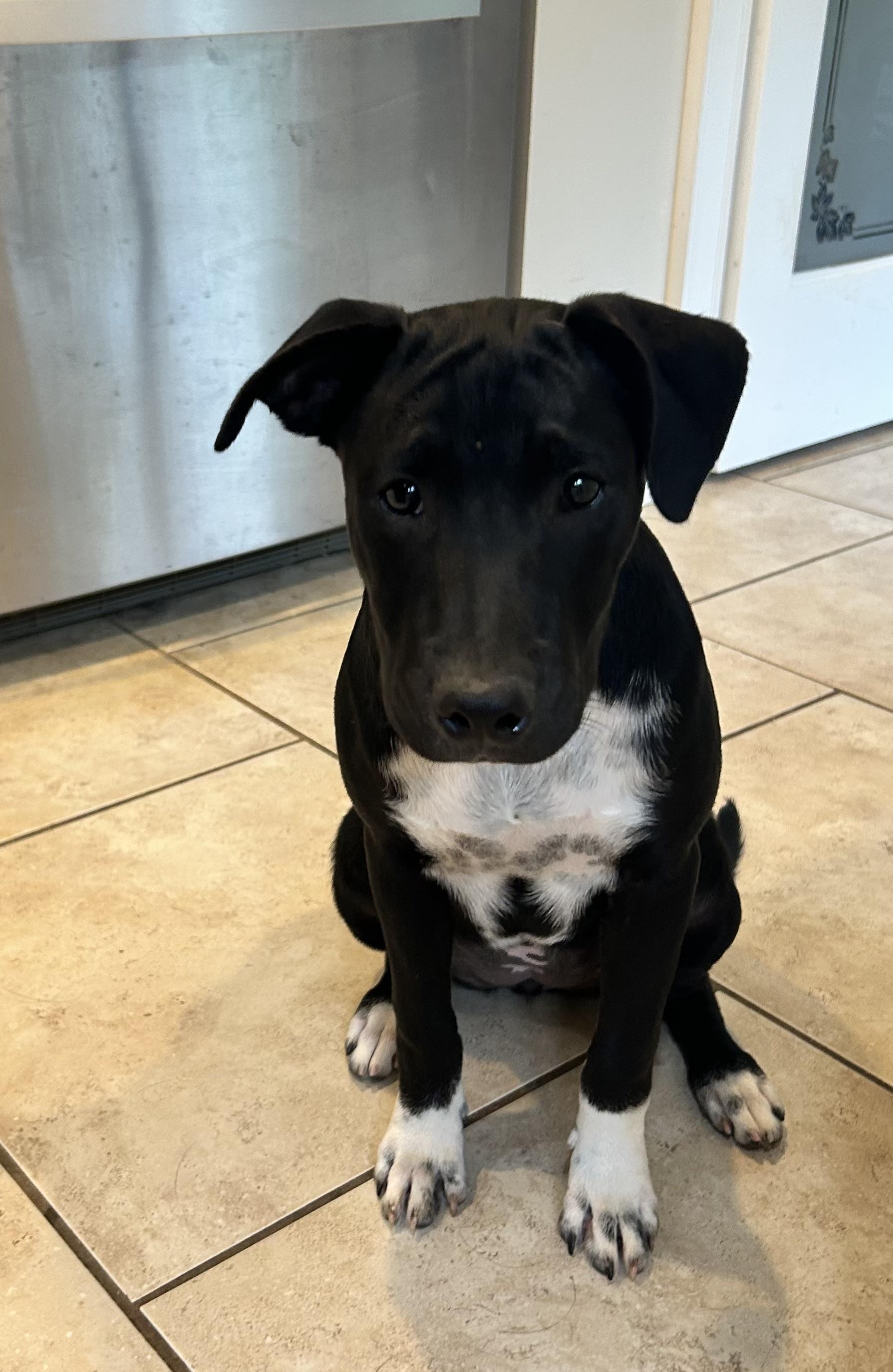 Baby Girl, an adopted mixed breed in Cumming, GA image 3/5