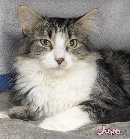 Enlarge Juno, a Adoptable mixed breed in Mason, MI image 1/2