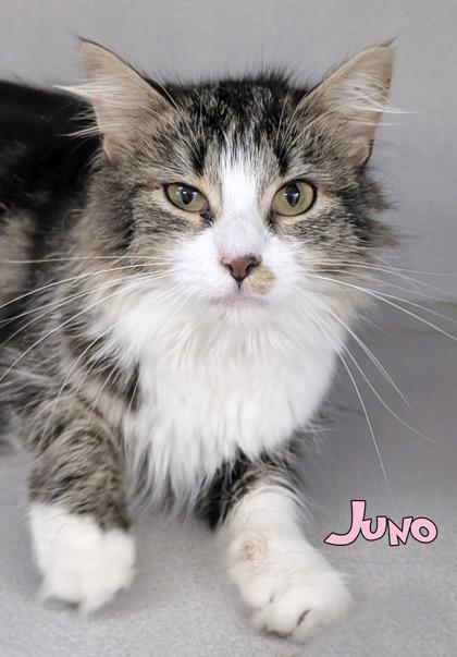 Enlarge Juno, a Adoptable mixed breed in Mason, MI image 2/2