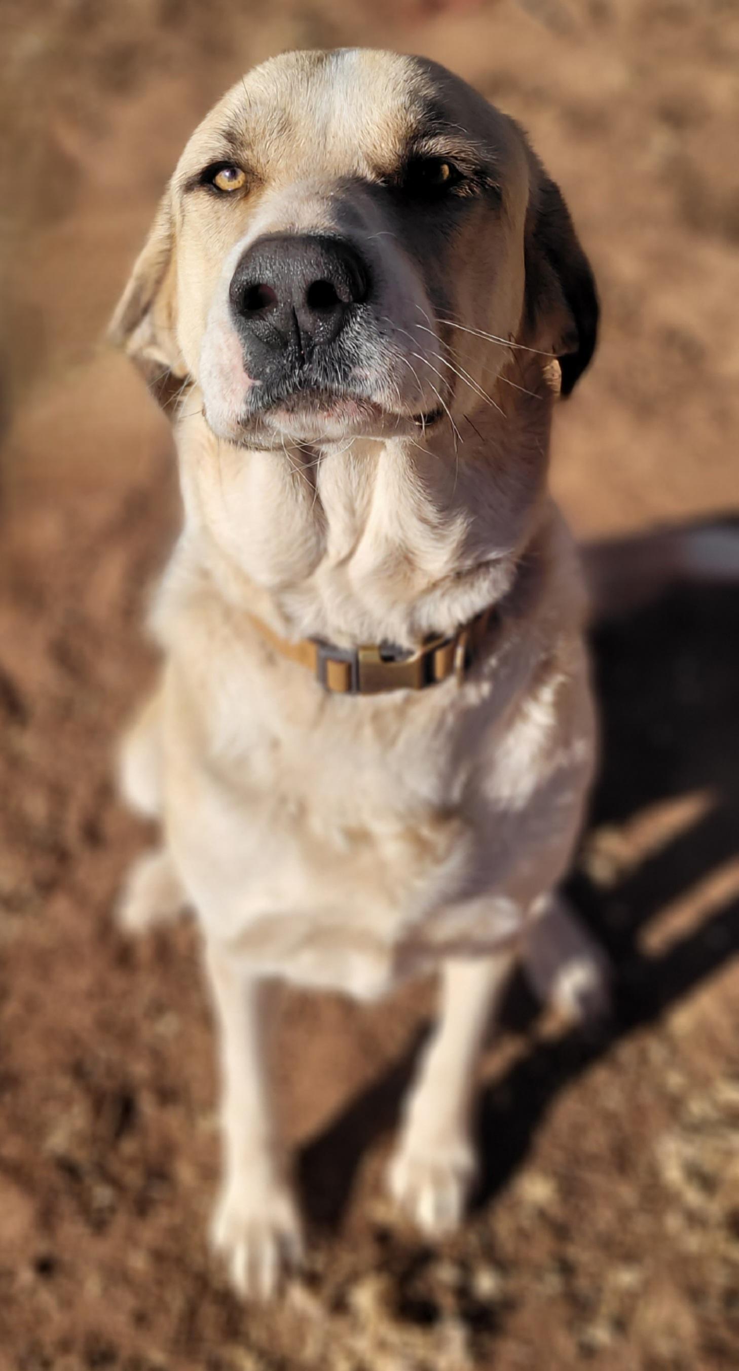 Enlarge Walter Jenkins, a ADOPTABLE Anatolian Shepherd in Vernon, TX image 1/3