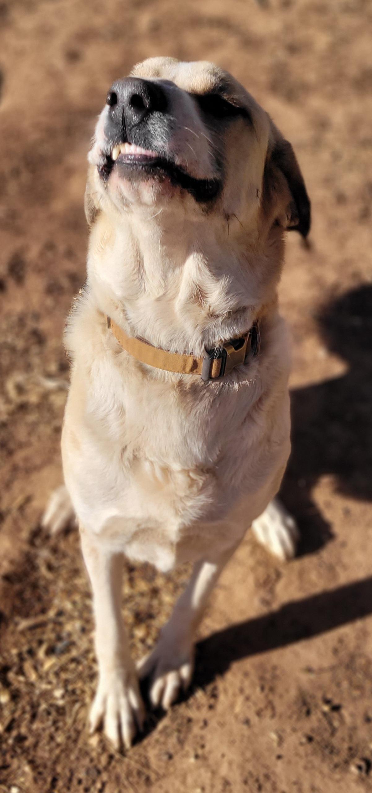 Enlarge Walter Jenkins, a ADOPTABLE Anatolian Shepherd in Vernon, TX image 2/3